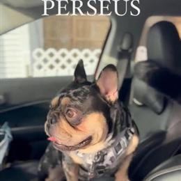 French Bulldog and American Bully Stud Services Available in Minneapolis, mn