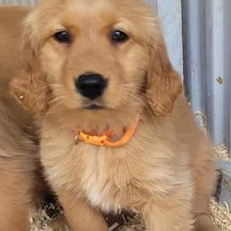 Golden Retrievers Available Now in Elkview, wv