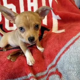 Chihuahua Puppy - Gold & White Boy with Blue Eyes in Chillicothe, oh