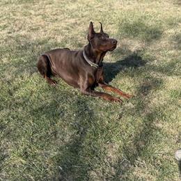 Proven Male Doberman Available for Stud Service in Saginaw, mi