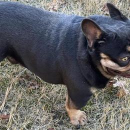 French Bulldog Available for Stud or Puppy Back Deal in Conyers, ga