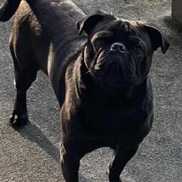 Pug Stud Available - Onyx in Atlanta, ga