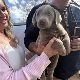 Silver Labrador Retriever Puppies Available in Riverview, FL in Riverview, fl