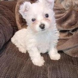 Male Yorkshire Terrier Puppy Available for Loving Home in Archbold, oh