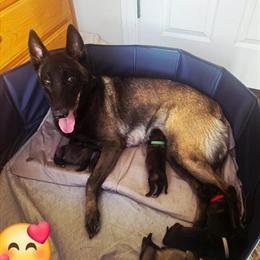 Belgian Malinois Puppy for Sale - 8 Weeks Old in Elgin, il