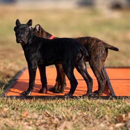 Cane Corso Puppy Luna - Black Female, Born 10/26/2025, Champion Bloodline in Anderson, in