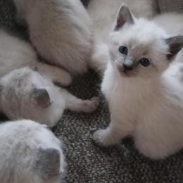 Siamese Kittens Available in Amsterdam, ny