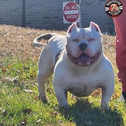 Bully Stud Available for $100 in Gwinnett County in Atlanta, ga