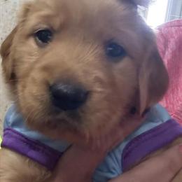 Golden Retriever puppy ready for her forever home in Louisville, oh