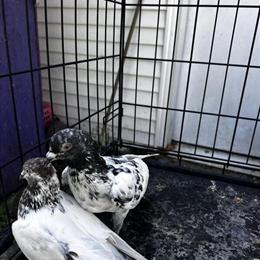 Serbian High Flyers and More - End of Summer Sale in Oak Creek, wi