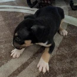 English Bull Terrier Puppies Available in Fort Lauderdale, fl