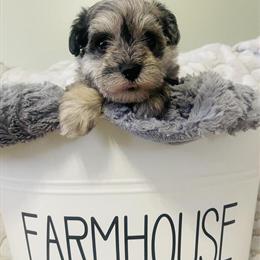 Mini Schnauzer Puppies Ready for Homes in March in Waterford, oh