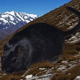 XL Gerbils from Top Bloodlines in Sylacauga, al