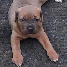 Cane Corso Puppies - AKC/ICCF Registered, 4 Weeks Old in Tobyhanna, pa