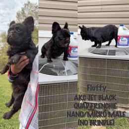 Fluffy Jet Black French Bulldog Quad for Sale in Hammond, la