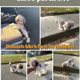 Chocolate Merle Parti Toy Poodle Boy for Adoption in Hammond, la