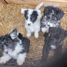 Eskipoo for Adoption in Oscoda, mi