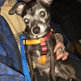 Male Chihuahua Poodle in Oscoda, mi