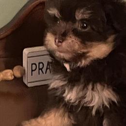 Pom-Poo Puppies Available in North Wilkesboro, nc