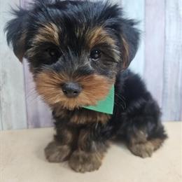 Yorkshire Terrier puppies available in Brooklyn, New York in Brooklyn, ny