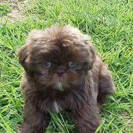 Shih Tzu Puppies with Green Eyes Available in Burlington, ky