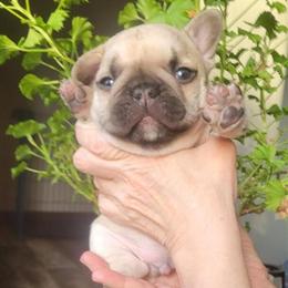 Male Fawn French Bulldog Puppy Available in Dexter, mi