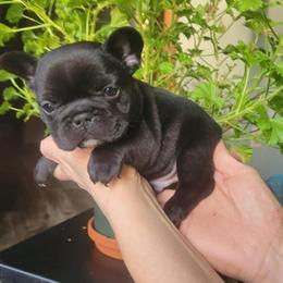 Beautiful Black Male French Bulldog Puppy in Dexter, mi