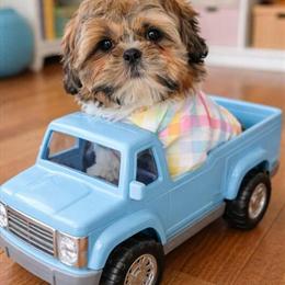 Shih Tzu Male Puppies Ready Now in Stroudsburg, pa