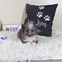 Male Toy Aussiedoodle Puppy Ready for a Forever Home in Mount Vernon, oh