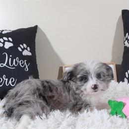 Female Blue Merle Toy Aussiedoodle Puppy Ready for a Loving Home in Mount Vernon, oh