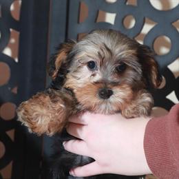 Yorkiepoo Puppy Nala Ready for a Loving Home in Mount Vernon, oh