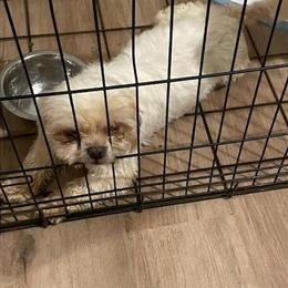 Male Shih Tzu Looking for a Good Home in Gastonia, nc