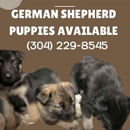 German Shepherd Puppies Available in Inwood, wv