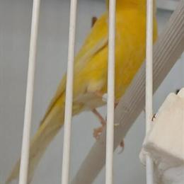 Spanish Timbrado Canaries for Sale in Glendale, az