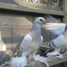 Tumbler Pigeons for Sale - Pure Bred, Great Flyers in Glendale, az