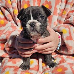 French Bulldogs - AKC Registered, Available Now in Baton Rouge, la