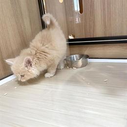 Female Maltipoo Puppy for Adoption in Ohio City, oh