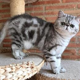 Persian Cat and Kittens Available Online in Ohio City, oh