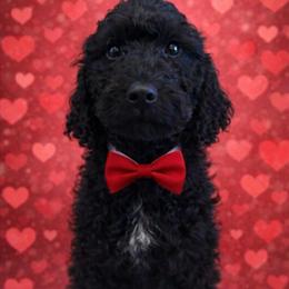 Labradoodle Puppies Ready for New Homes in Newark, oh