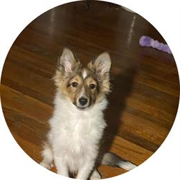 Male Shetland Sheepdog Available in Elmwood, il