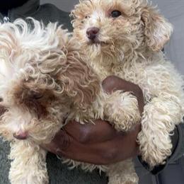Mini Poodles Seeking New Families in Arlington, va