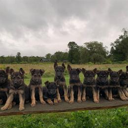 German Shepherd Puppies for Adoption in Brooklyn, ny
