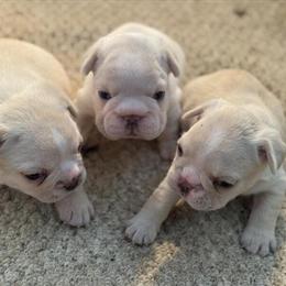 Beautiful French Bulldogs Looking for New Homes in Arlington, va