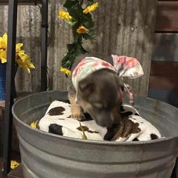 German Shepherd Puppies Available in West Liberty, ky