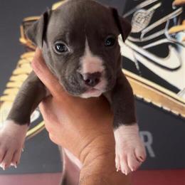 Pitbull Puppies - Blue Nose in Brooklyn, ny