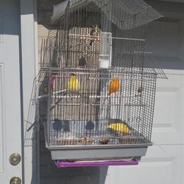 Canaries Looking for a New Home in Dearborn, mi