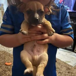 Chiweenie Male Puppy - 6 Weeks Old in Warren, mi