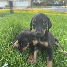 Doberman Puppies - Pure Bred, 12 Weeks Old, Black and Rust Females in Redlands, ca