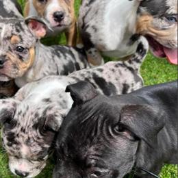 Merle American Bully Pups for Sale - 2 Males Available in Detroit, mi