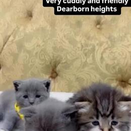 Fluffy Female Kittens - 5 Weeks Old in Dearborn Heights, mi